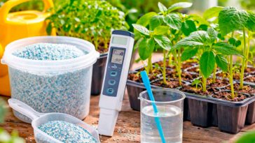 Помідорна розсада росте швидко і міцно: секрети ефективного підживлення для багатого врожаю 🍅