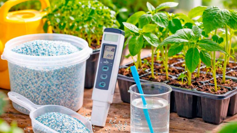 Помідорна розсада росте швидко і міцно: секрети ефективного підживлення для багатого врожаю 🍅