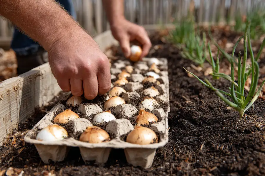Посадка цибулі в лотках з-під яєць: простий метод рівних грядок і щедрого врожаю