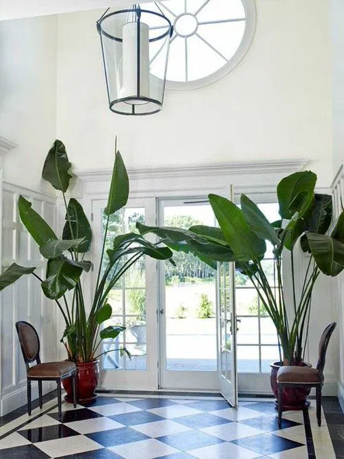 Two Large Bird of Paradise Plants by the Door