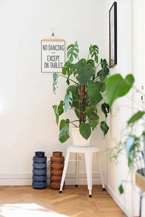 Monstera at a Corner on a Stool