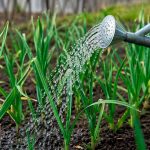 10–15 г на 10 л води: ефективне підживлення часнику у травні