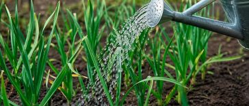 10–15 г на 10 л води: ефективне підживлення часнику у травні