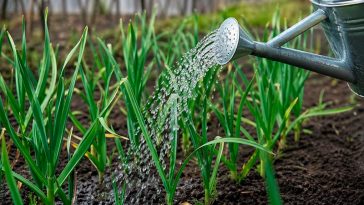 10–15 г на 10 л води: ефективне підживлення часнику у травні