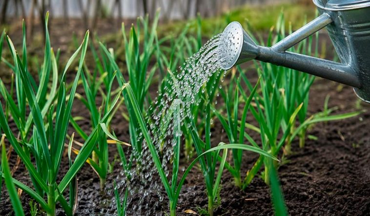 10–15 г на 10 л води: ефективне підживлення часнику у травні