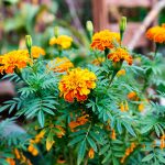 Коли сіяти чорнобривці у 2026 році: секрети для яркого цвітіння до пізньої осені