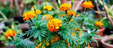 Коли сіяти чорнобривці у 2026 році: секрети для яркого цвітіння до пізньої осені