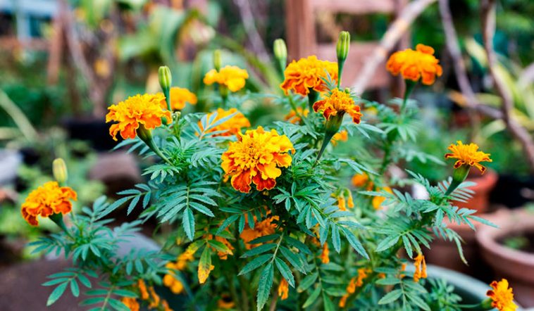 Коли сіяти чорнобривці у 2026 році: секрети для яркого цвітіння до пізньої осені