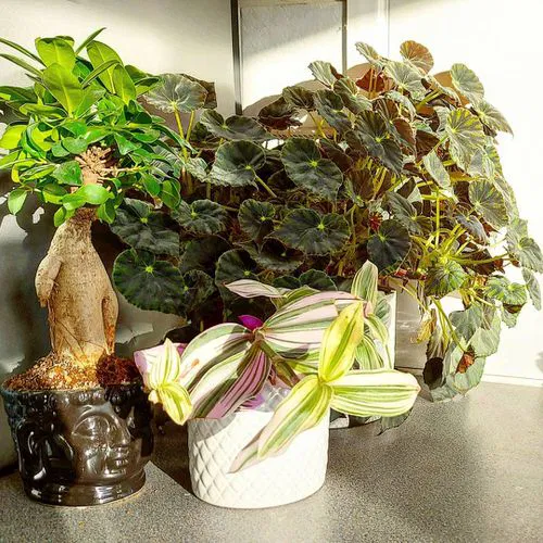 A Bright Corner of Bonsai, Begonia & Wandering Jew