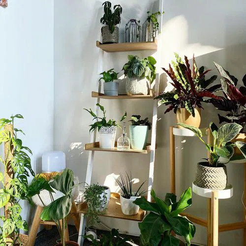 An Indoor Plant Ladder in the Corner