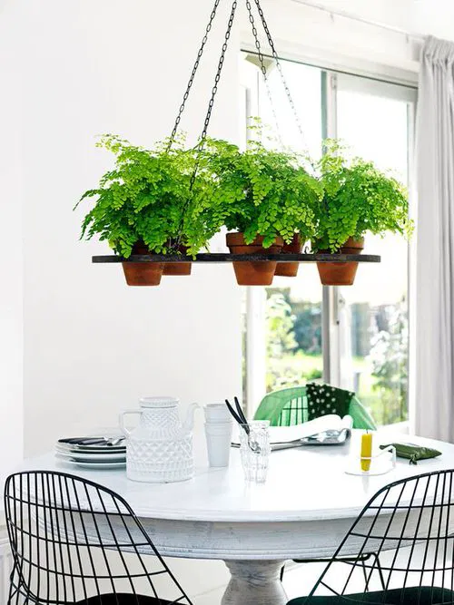 Hanging Fern Tray in the Corner