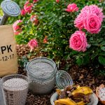 Чим підживити троянди у травні, щоб вони пишно цвіли все літо 🌹