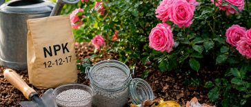 Чим підживити троянди у травні, щоб вони пишно цвіли все літо 🌹