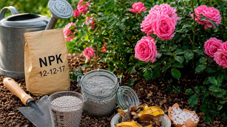 Чим підживити троянди у травні, щоб вони пишно цвіли все літо 🌹