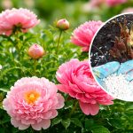 Секрет пишних півоній: що зробити навесні, щоб кущі рясно цвіли