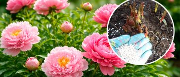 Секрет пишних півоній: що зробити навесні, щоб кущі рясно цвіли