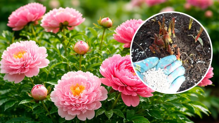 Секрет пишних півоній: що зробити навесні, щоб кущі рясно цвіли