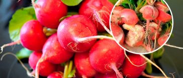 Редис під загрозою: одна помилка — і врожай піде тріщинами