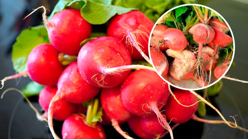 Редис під загрозою: одна помилка — і врожай піде тріщинами