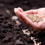 Секрет городників: як за хвилину відсіяти погане насіння перед посівом