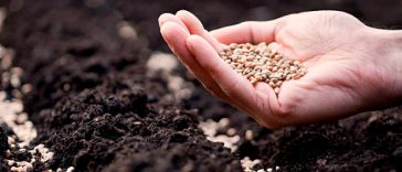 Секрет городників: як за хвилину відсіяти погане насіння перед посівом