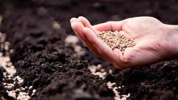 Секрет городників: як за хвилину відсіяти погане насіння перед посівом