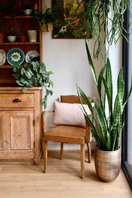 Elegant Dracaena Gracing the Corner