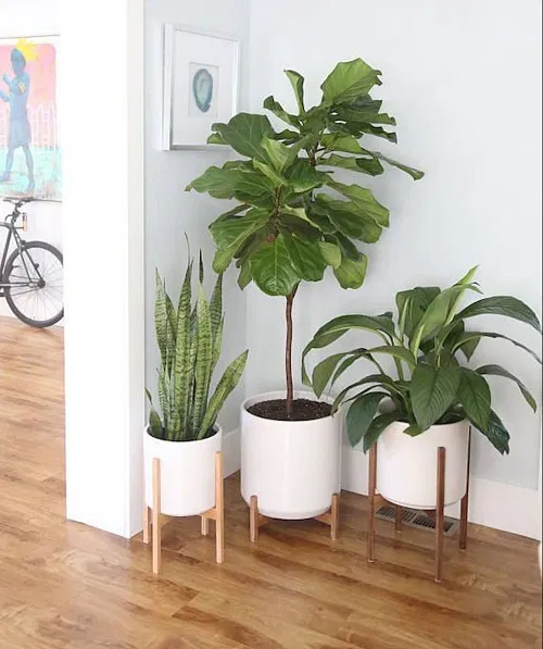 Fiddle Leaf Fig, Snake Plant & Peace Lily in the Corner