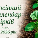Коли сіяти огірки у відкритий ґрунт у травні 2026, щоб збирати врожай усе літо