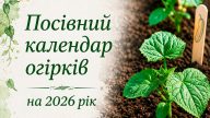 Коли сіяти огірки у відкритий ґрунт у травні 2026, щоб збирати врожай усе літо