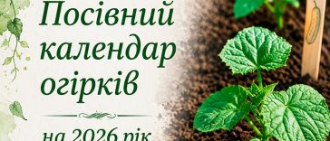 Коли сіяти огірки у відкритий ґрунт у травні 2026, щоб збирати врожай усе літо