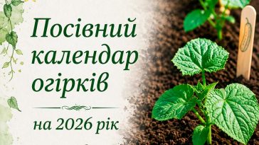 Коли сіяти огірки у відкритий ґрунт у травні 2026, щоб збирати врожай усе літо